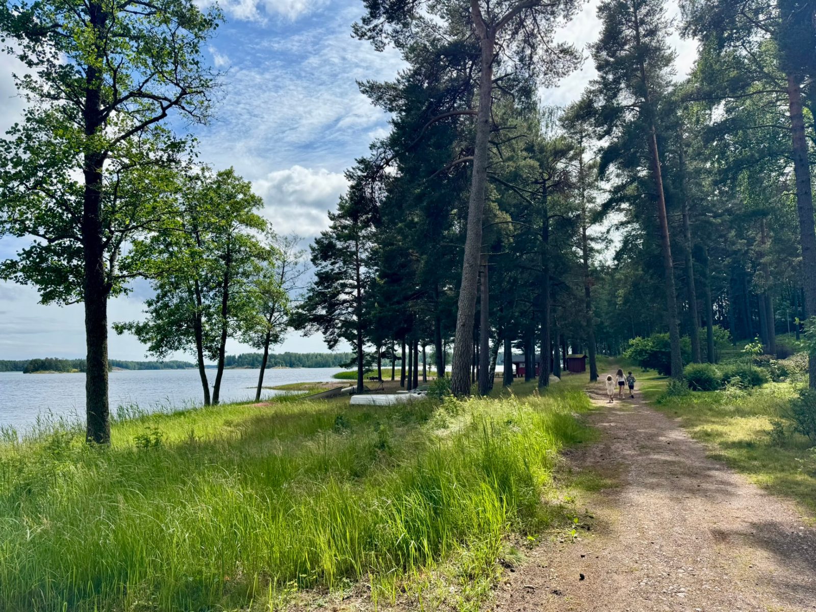 A sunlit woodland path beside a loch