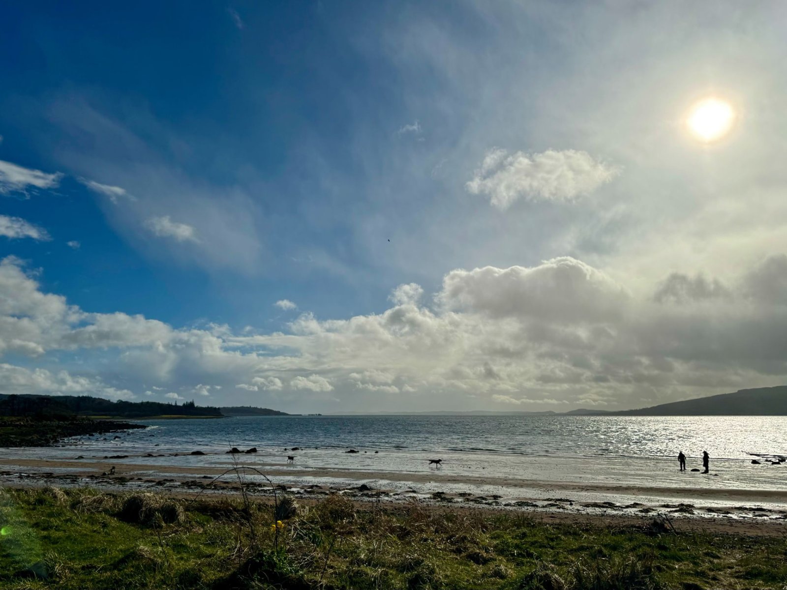 People and dogs on a sunny beach by the sea